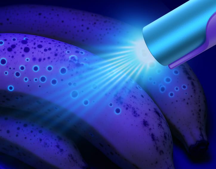 Forensic UV Stain Detector